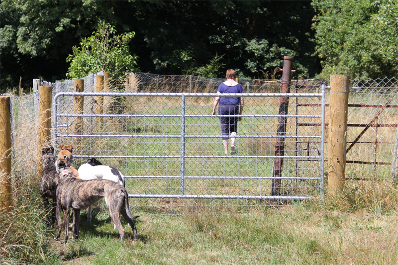 Clare Greyhound Sanctuary