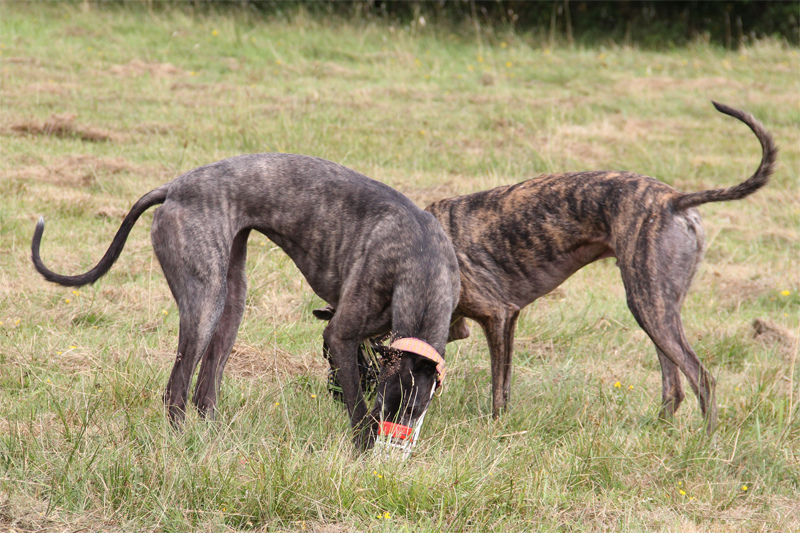 Clare Greyhound Sanctuary