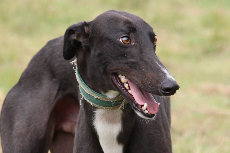 Clare Greyhound Sanctuary