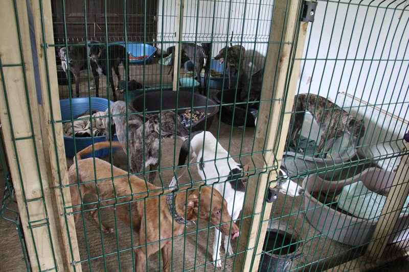 Clare Greyhound Sanctuary