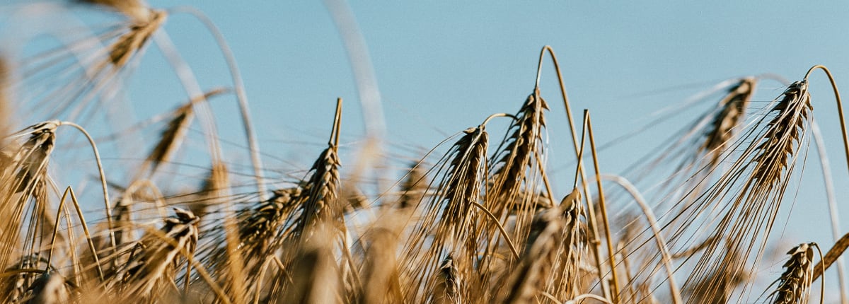 Altia Barley field 1