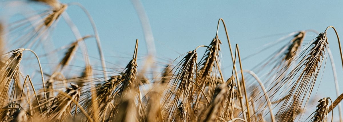 anora-barley-field