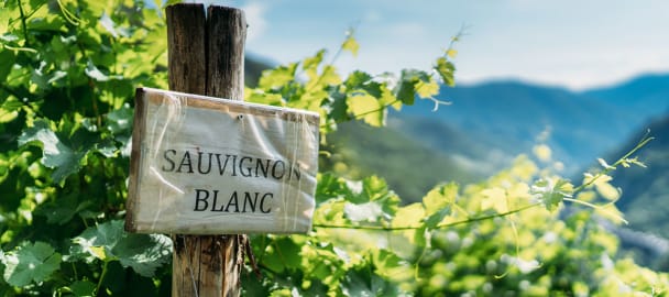 Sauvignon Blanc