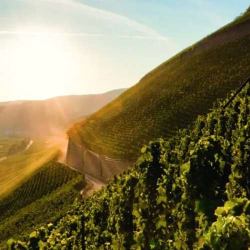 Braunenberg-Moselland