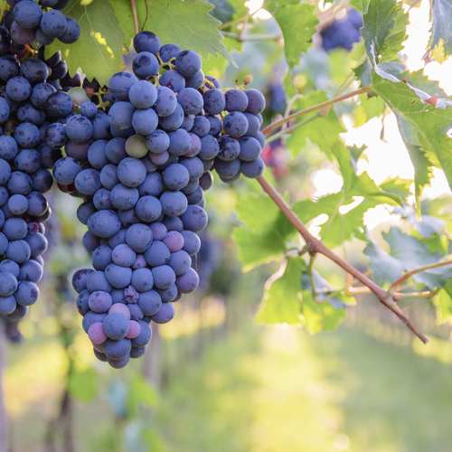 Cabernet Sauvignon - klasar av druvor på en vinranka.
