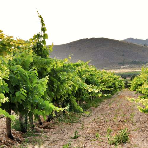 Jumilla, vinregion i Spanien.