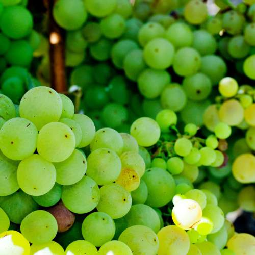 Parellada - gröna druvor som används i Cava.