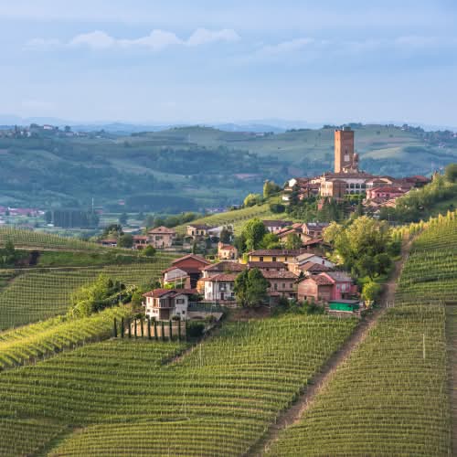 Vingård i Piemonte