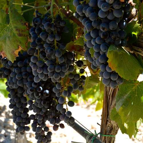 Druvklasar av Nero d'Avola
