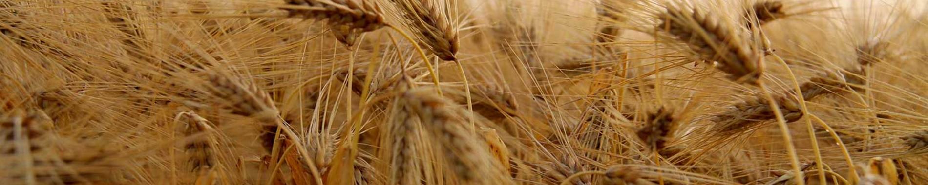 Viljatori.fi -palvelu päättyy