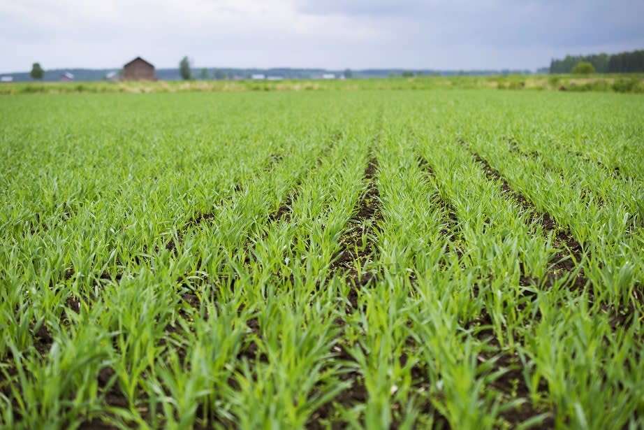 Barleyfields at Koskenkorva