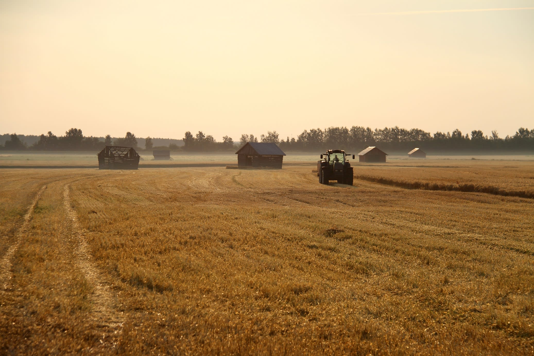 Ernte in Koskenkorva-Feldern