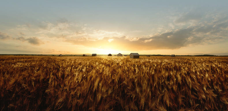 Barley fields in the summer Barley fields in the summer