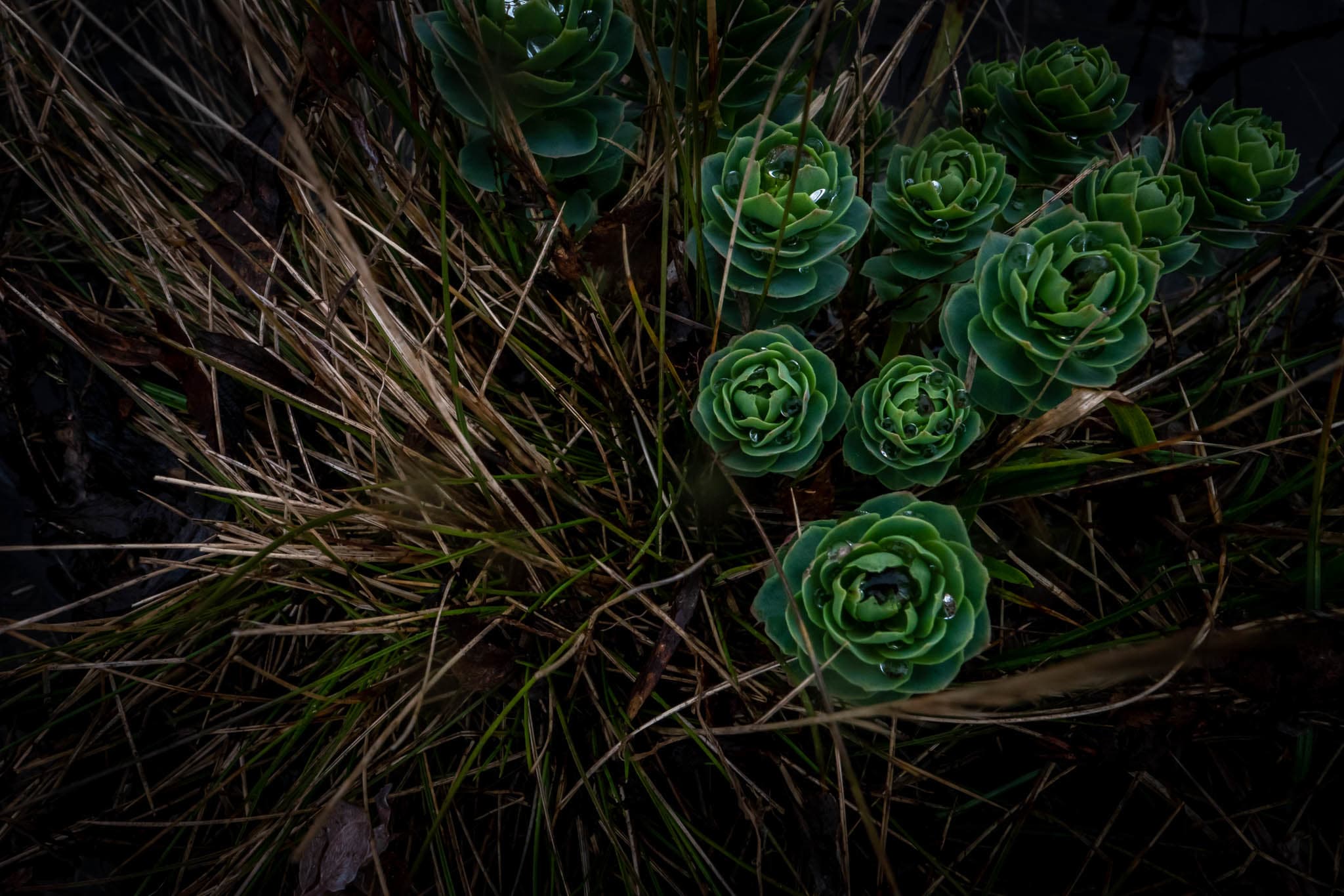 Nordische vegetation Nordische vegetation