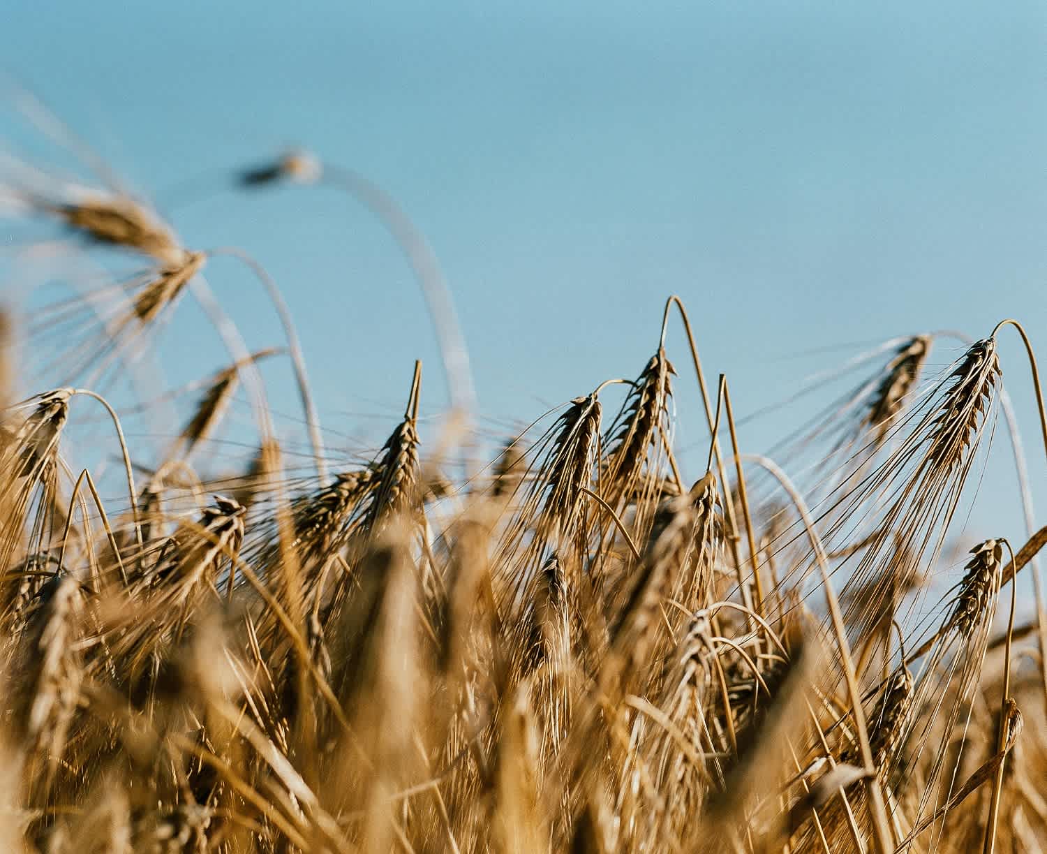 anora-barley-field
