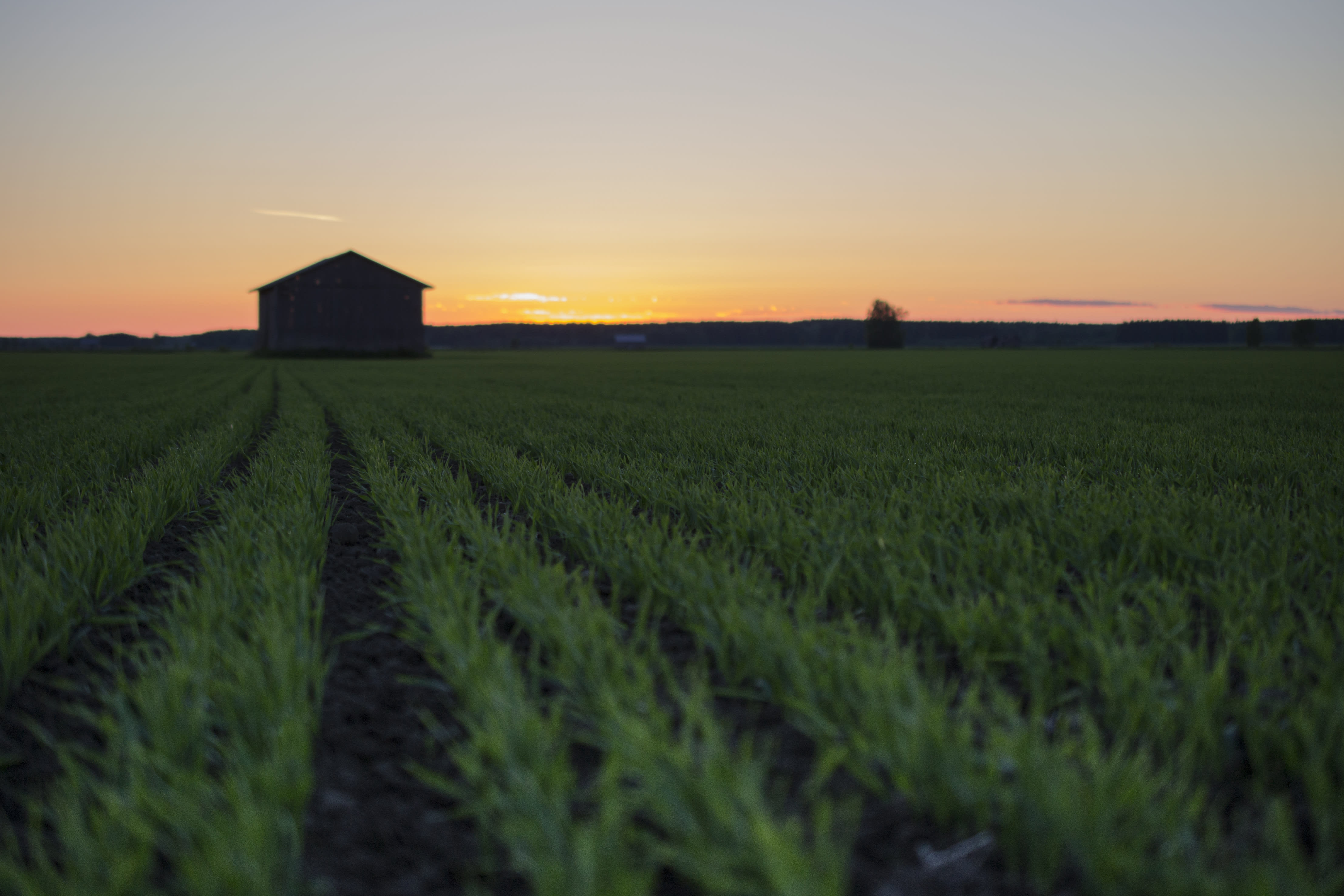 Barley field