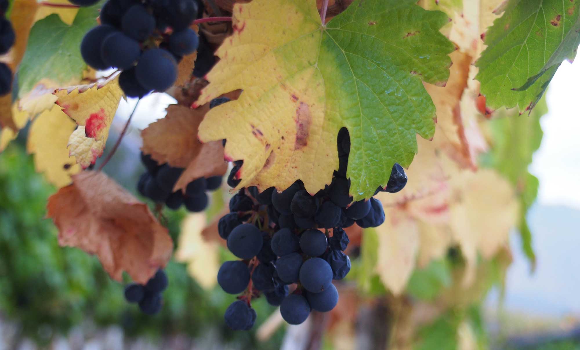 Finca Las Moras web 2000px P4020931