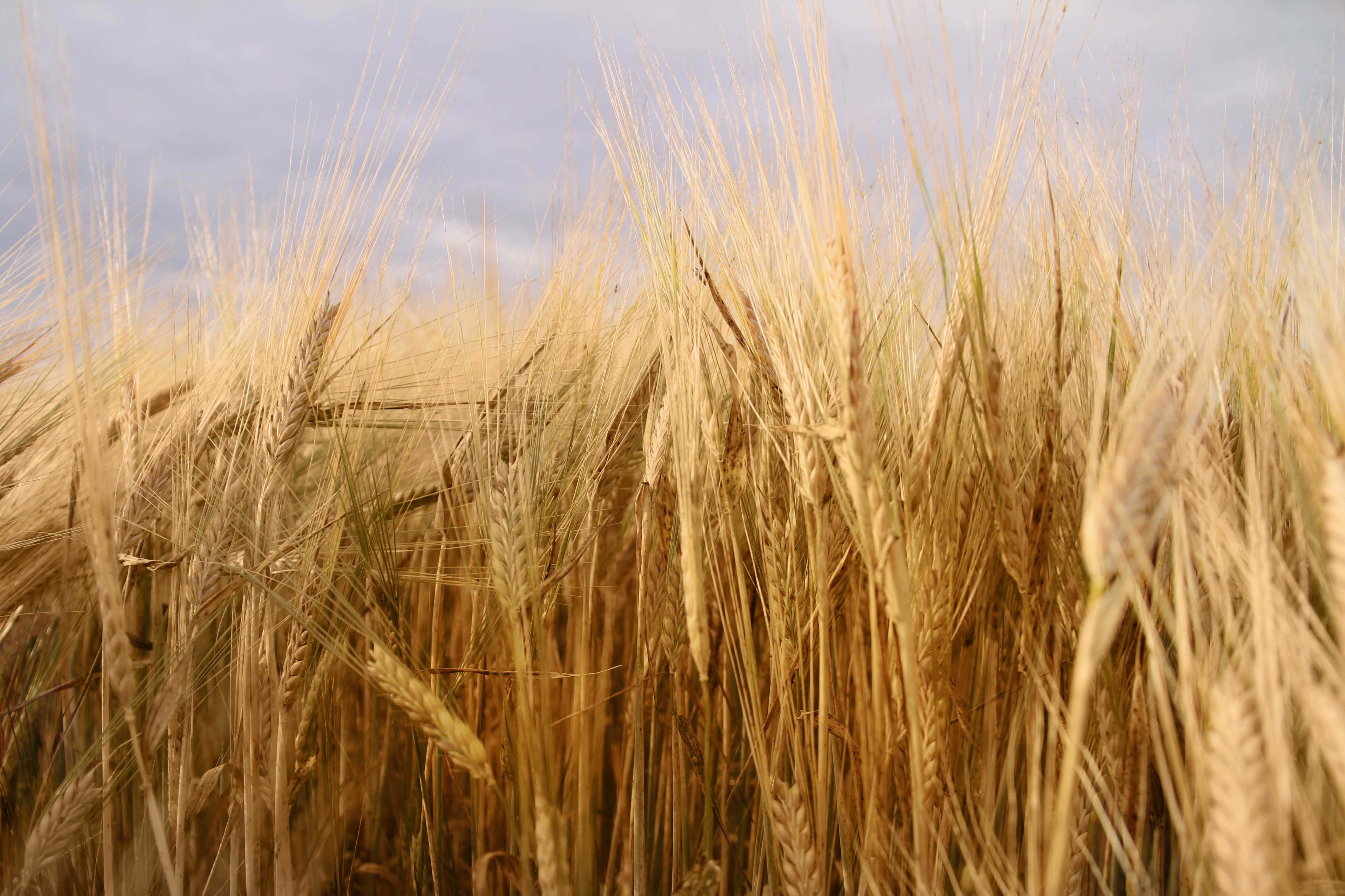 Kaksitahoisohra Koskenkorva 2