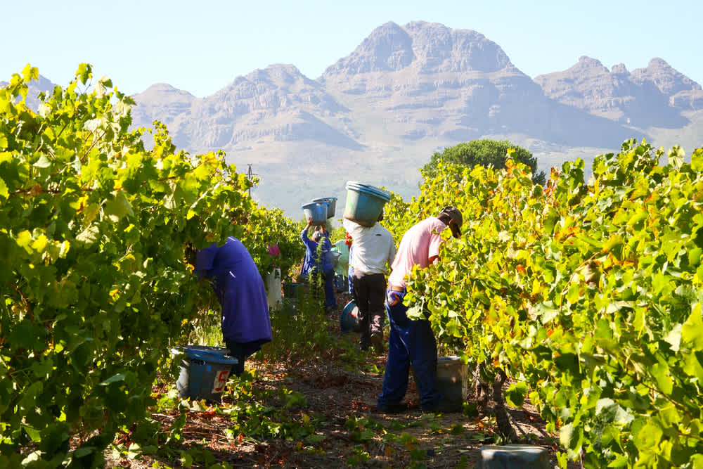 Anora - Fairtrade wine production