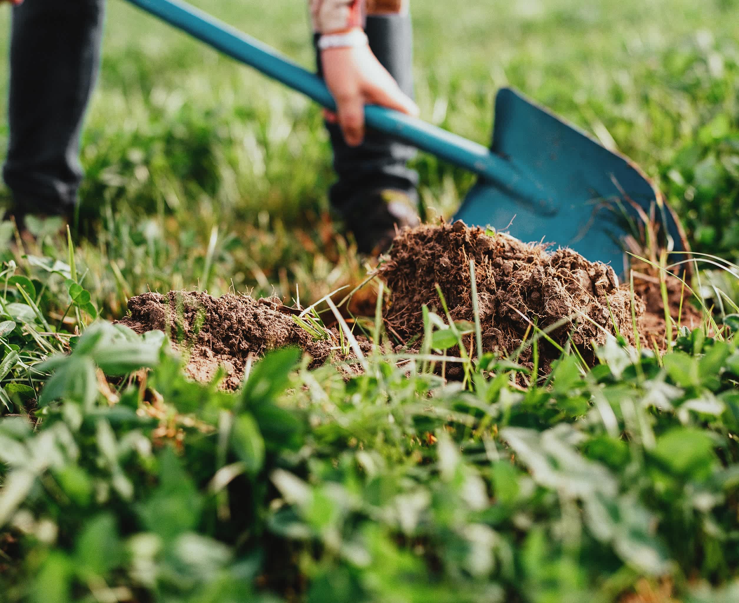 Anora - regeneratively farmed barley - shovel