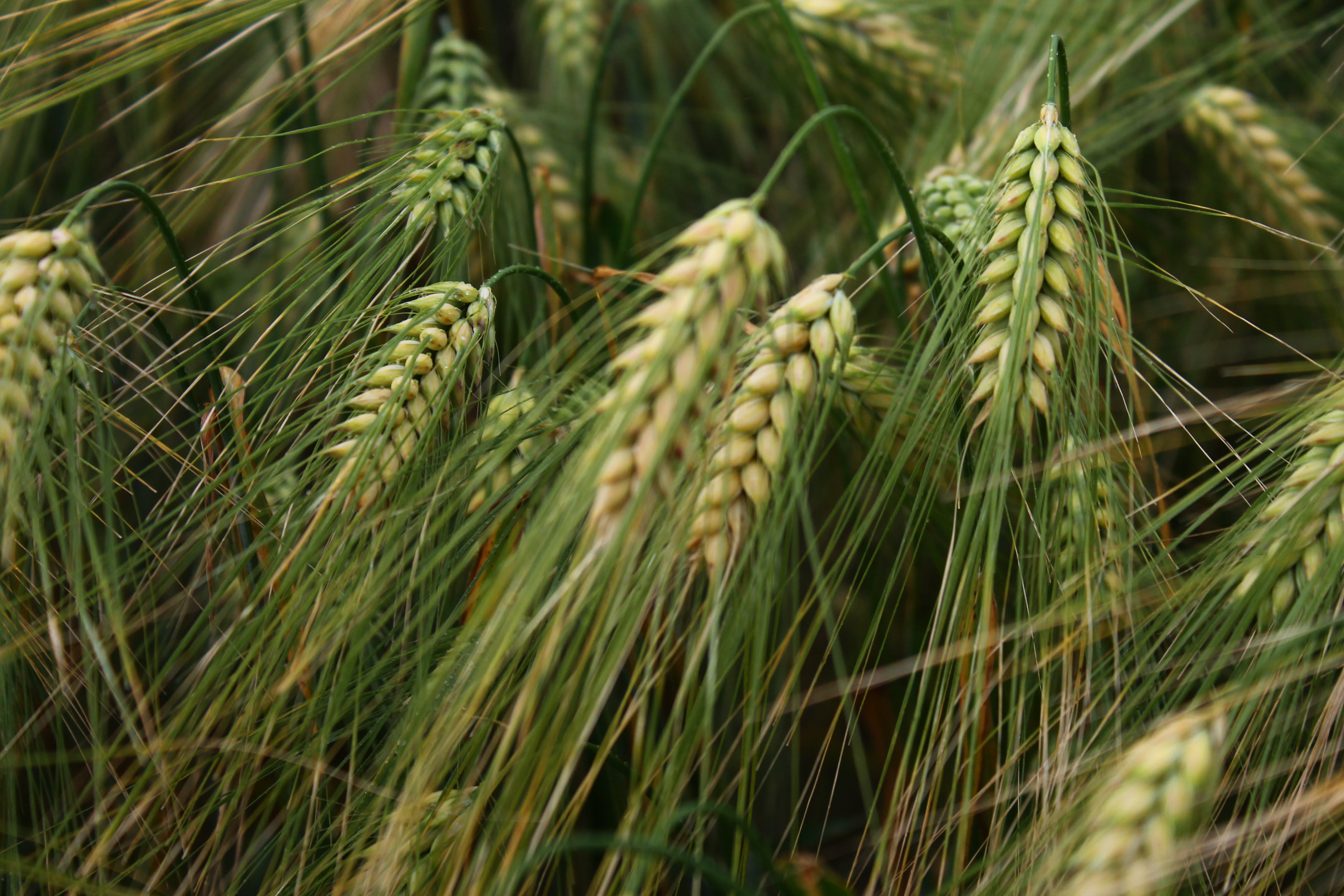Regeneratiivinen viljely