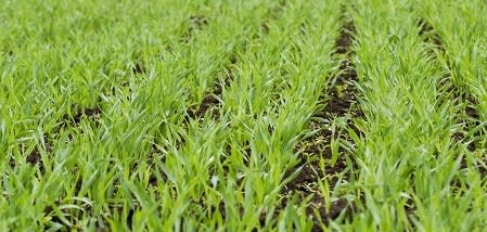 Katkos Anoran viljan vastaanotossa