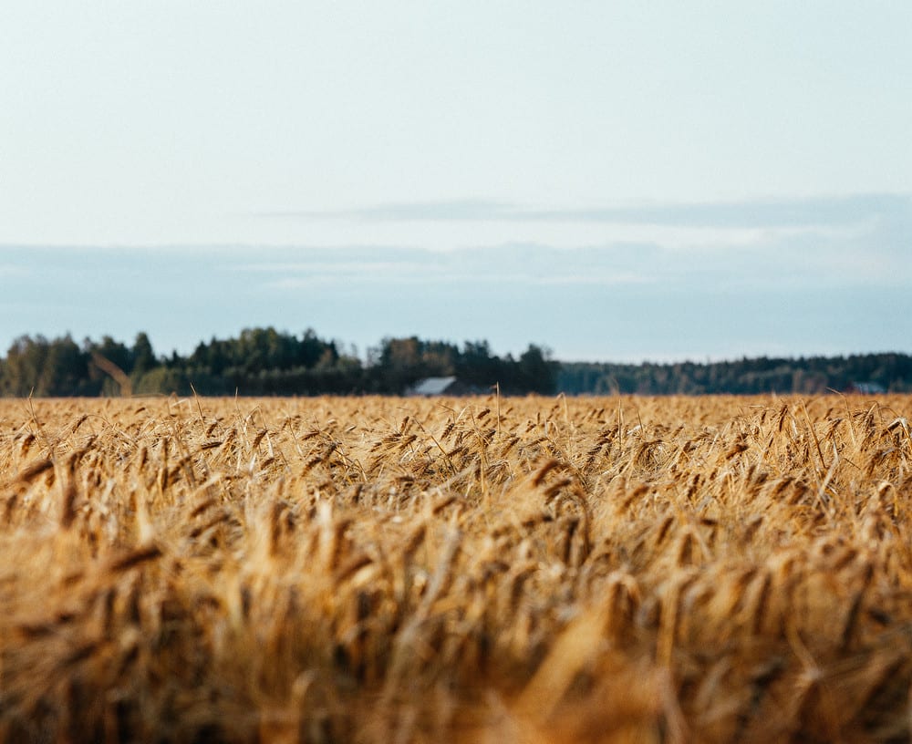 Koskenkorva Vodka Climate Action Barley Field Koskenkorva Vodka Climate Action Barley Field