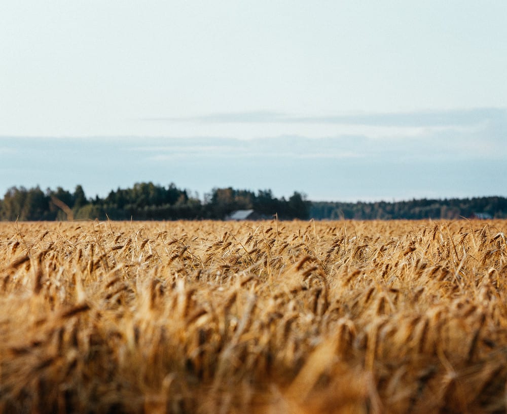 Mitä on uudistava eli regeneratiivinen viljely?