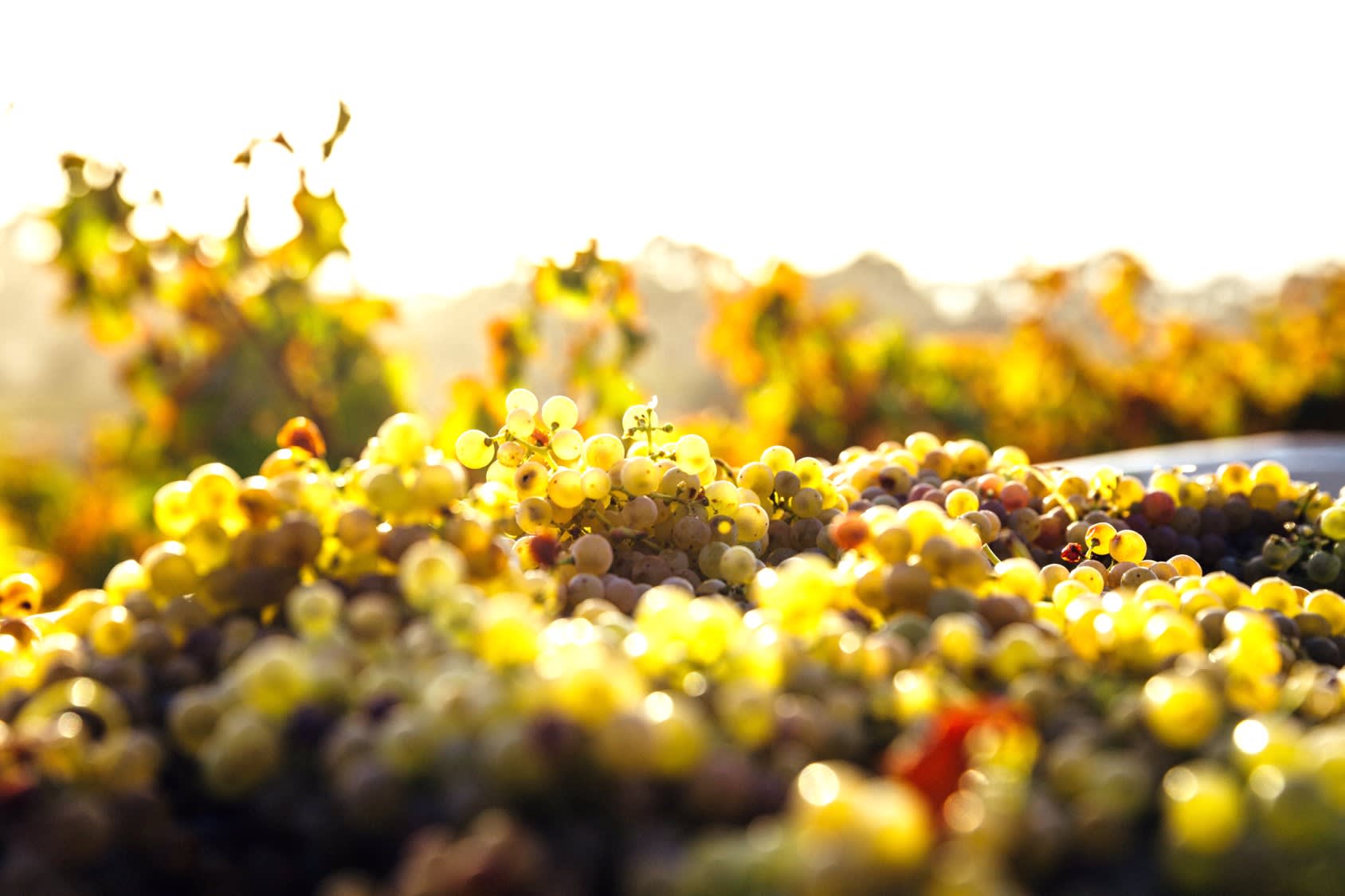 Anoran uudeksi toimitusjohtajaksi on nimitetty Jacek Pastuszka