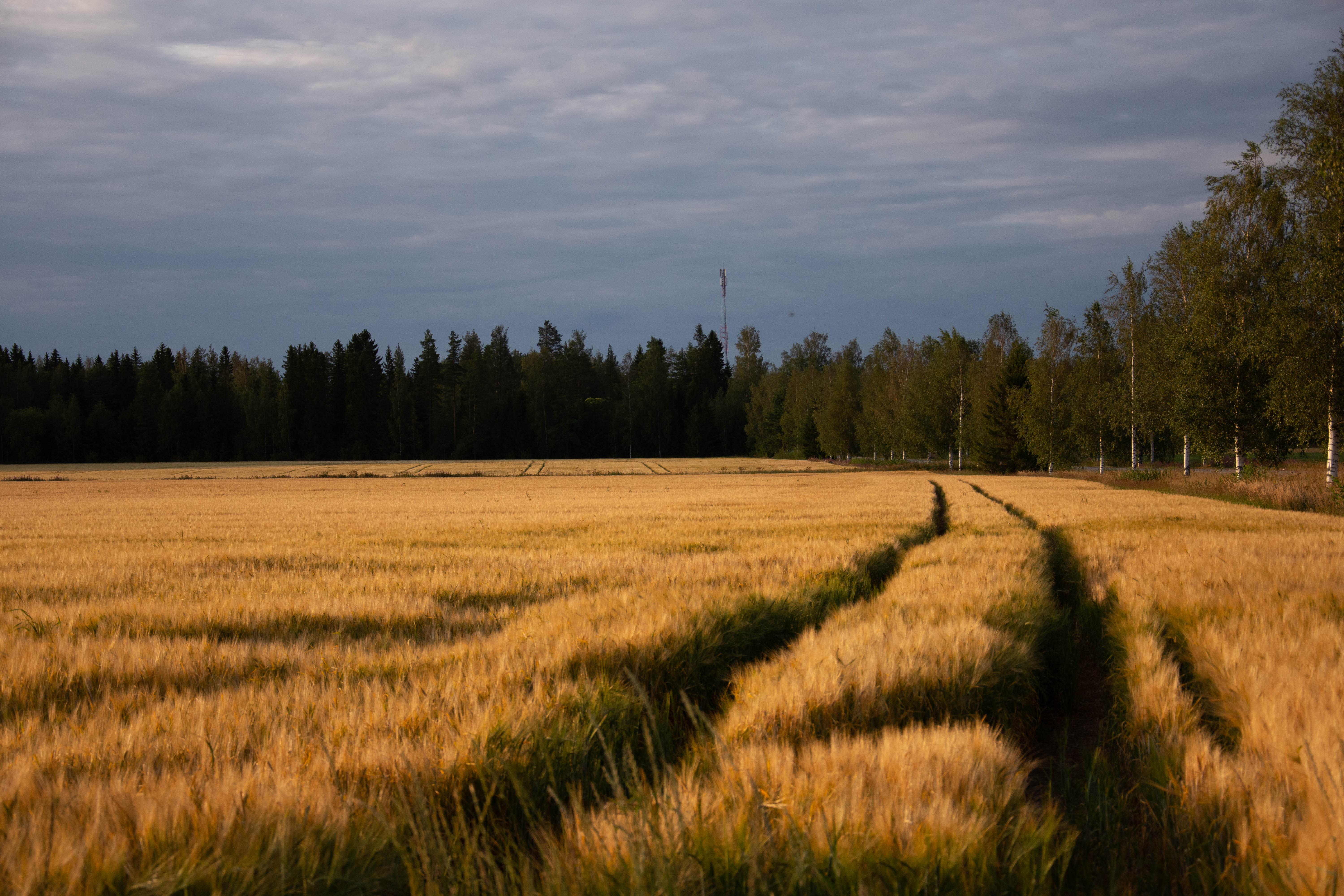 Anoran puolivuosikatsaus on julkistettu tänään