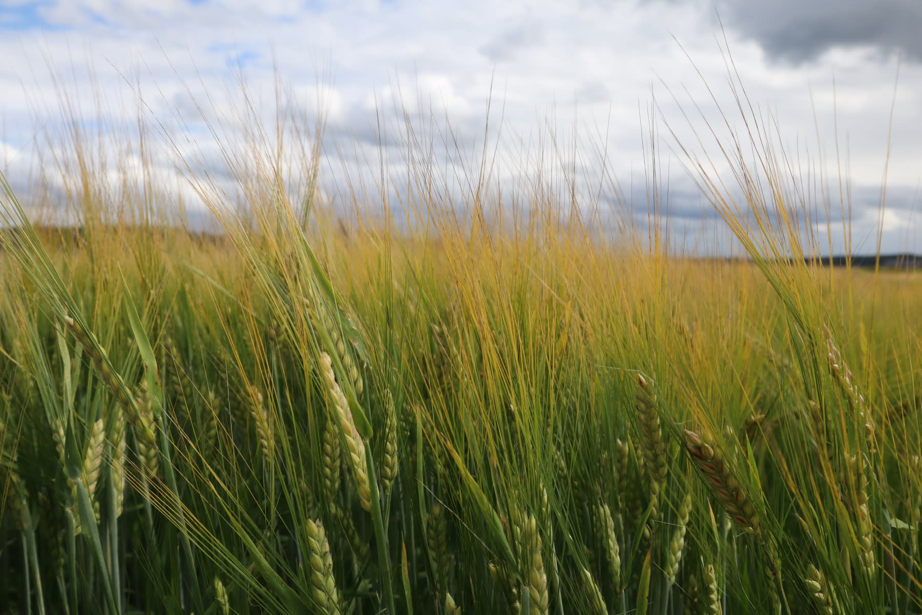 REGE-ohran tuotanto on uudistavan viljelyn periaatteiden mukaista sopimusviljelyä