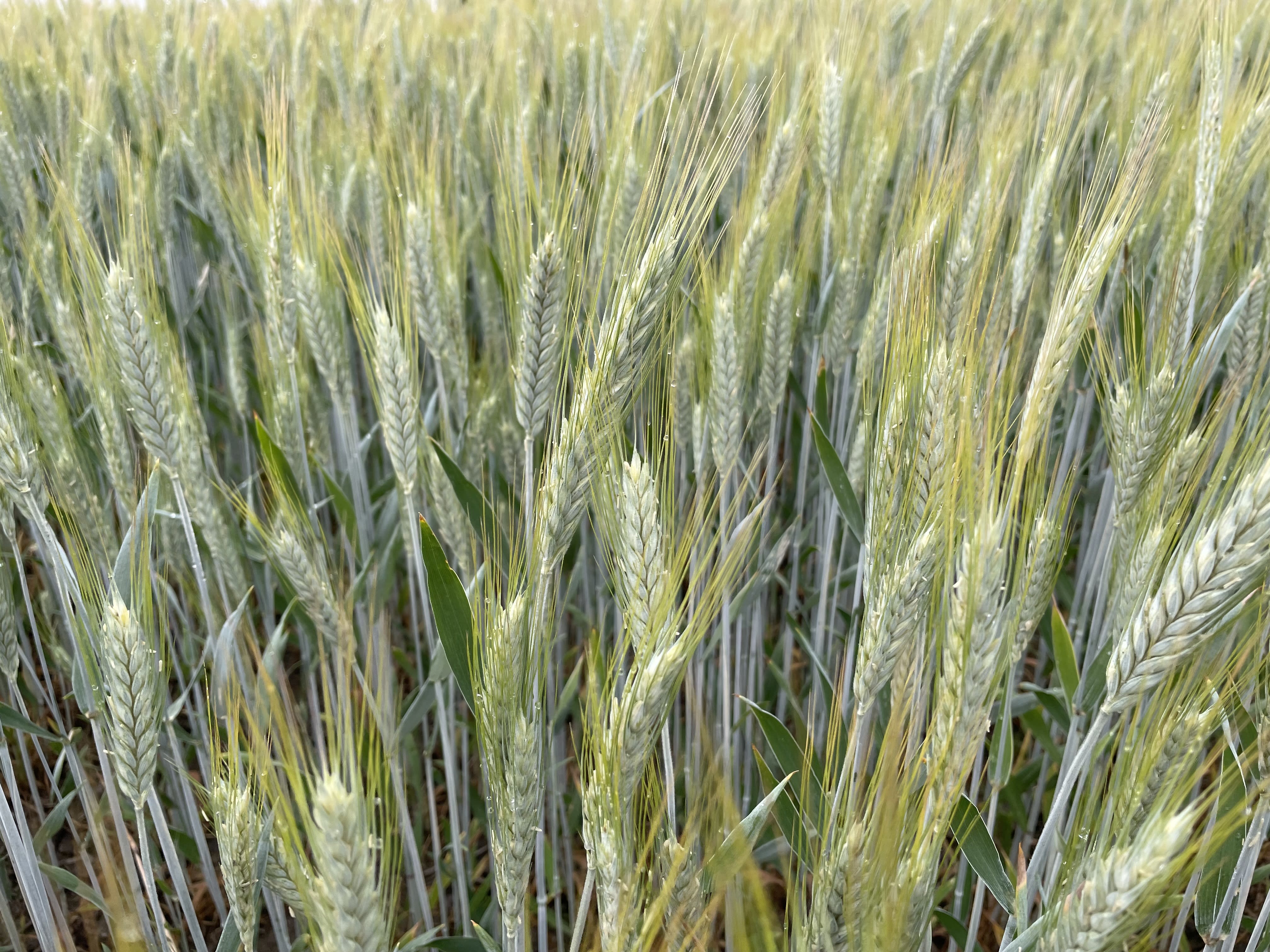 Ruisvehnä uusi sopimusvilja Koskenkorvan tehtaalle