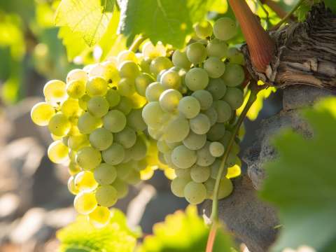 Assyrtiko på vinranka.