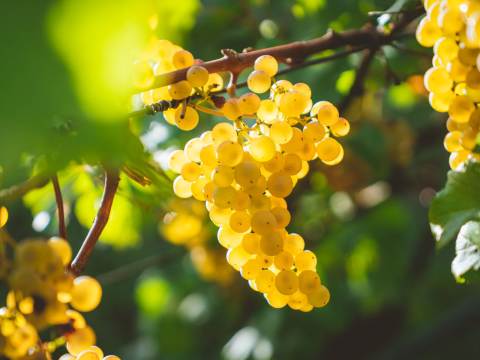 Chardonnay, quiz.