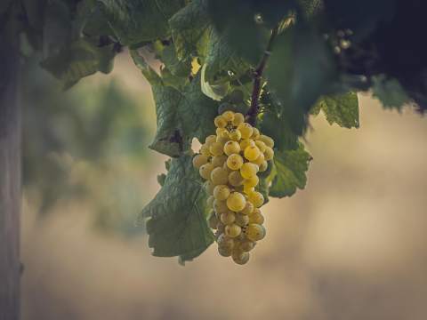 Chenin blanc - en mångsidig druva