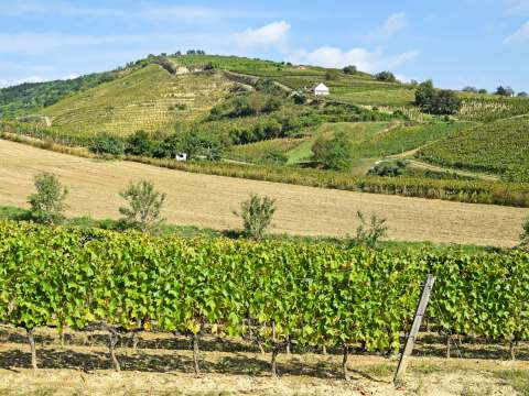 Vingård i Tokaj i Ungern