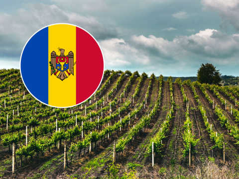 Vingård i Moldavien med Moldaviens flagga.