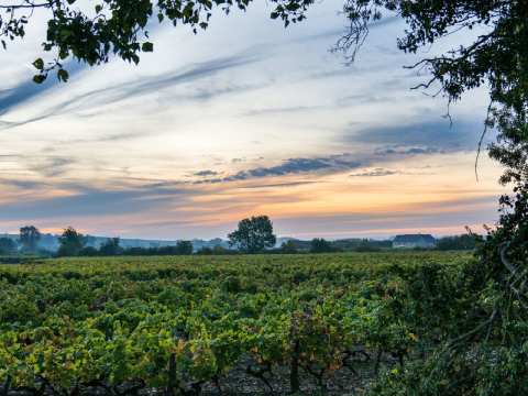 Vignobles Touchais