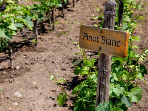 Pinot blanc, vinodling.