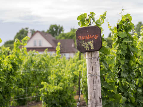 Riesling Vingård