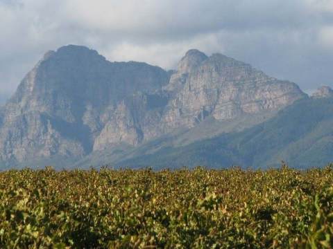 SAAM Mountain Vineyards