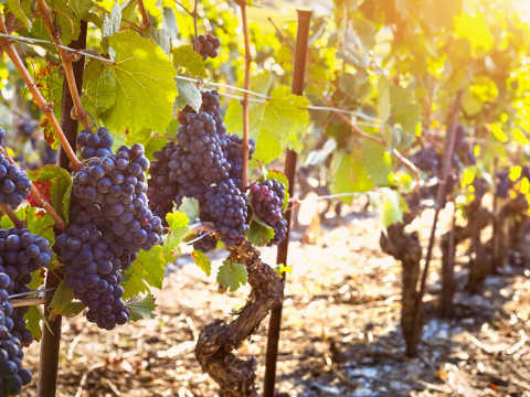 Syrah, vindruvor på vingård