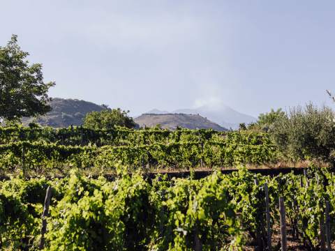 Terra Costantinos vingårdar vid Etna