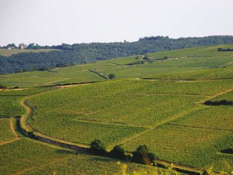 Vignerons des Terres Secrètes