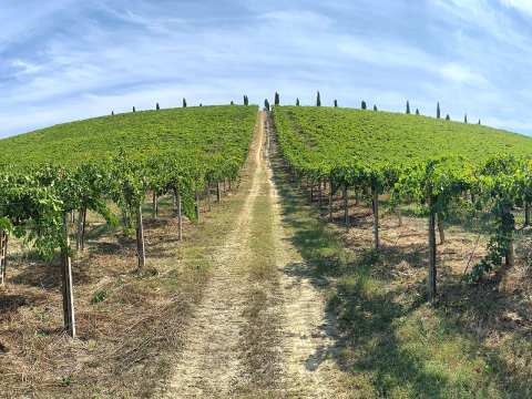 Vingård i Abruzzo hos Valle Reale