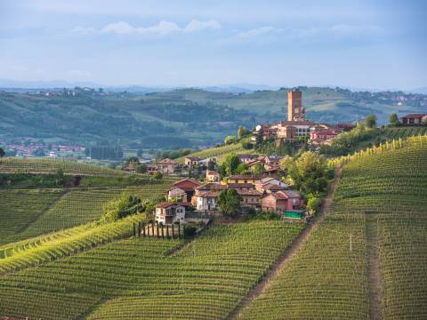 Vingård i Piemonte