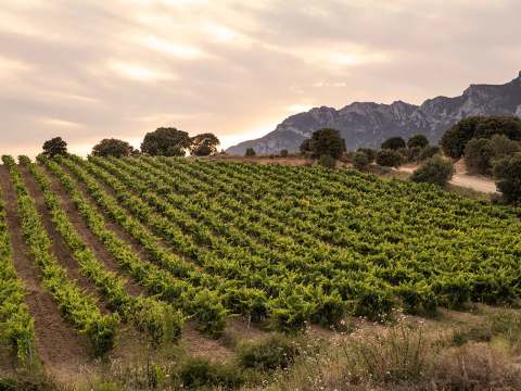 Faustinos vingård i Rioja
