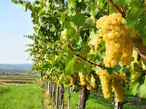 Grüner Veltliner
