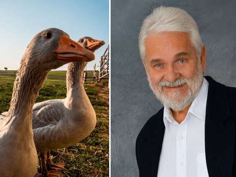 Hasse Anderssons tips till Mårten Gås