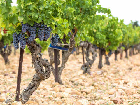 Vinrankor